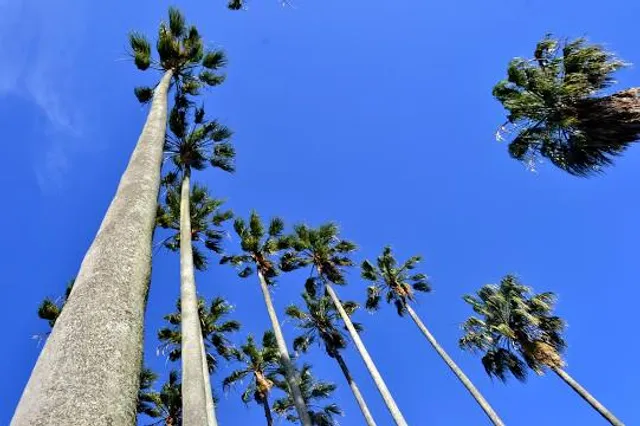 Jardin Botanico Fountain