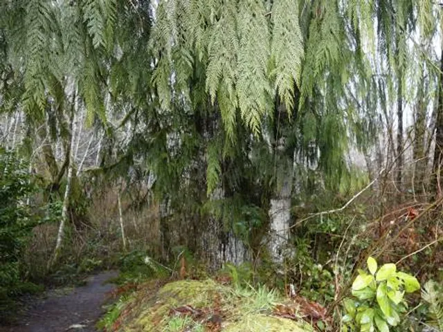 Big Spruce Trailhead