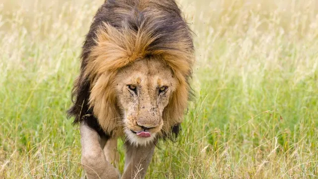 Ruinas de León Viejo