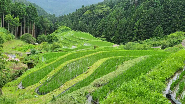 Kashihara Rice Terraces