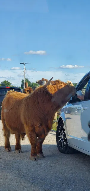 Gift Shop - African Safari Wildlife Park