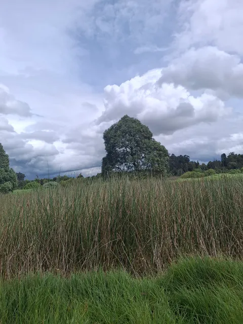 Camino Al Parque De La Florida