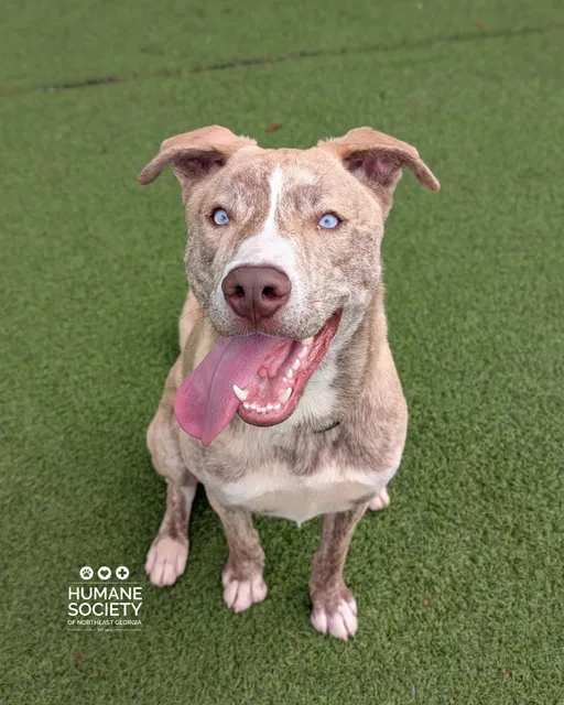 Humane Society of Northeast Georgia