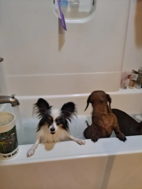 Canine Crown & Glory Pet Salon