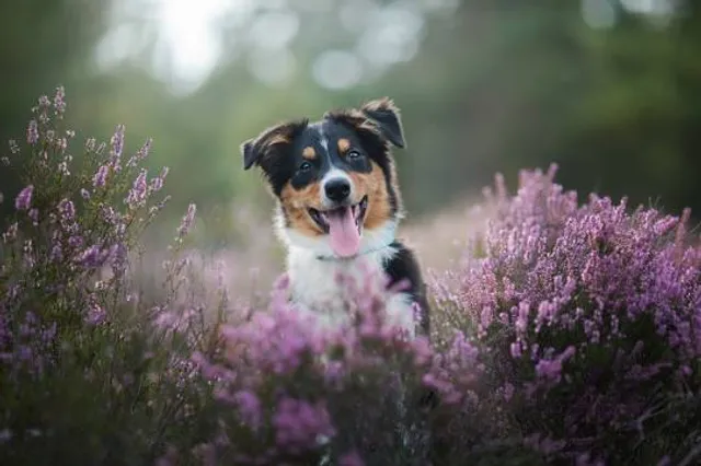 Parco paesaggistico di Przemkowski