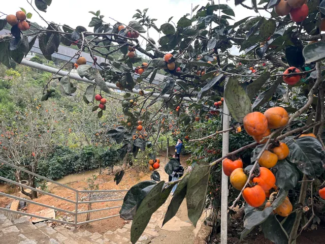 Vườn hồng Đà Lạt - Bà Tài