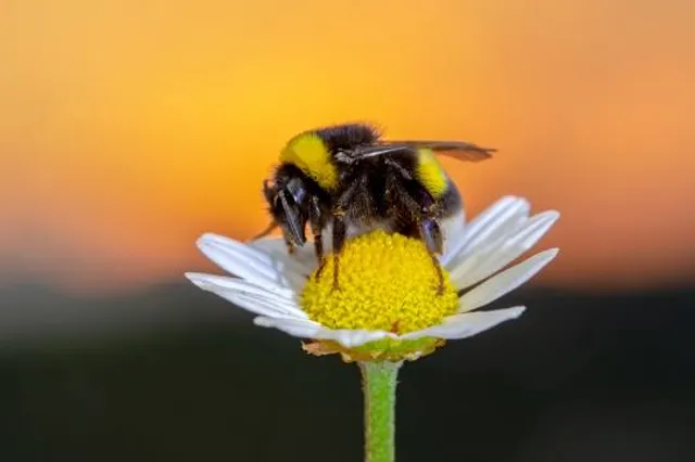 Centro de Estudos do Universo - CEU