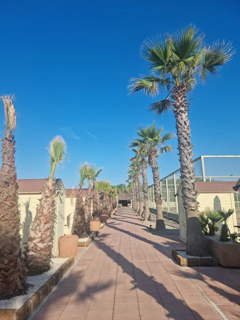 Zanzibar Beach Music