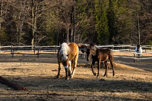 The Municipal Zoo Park High