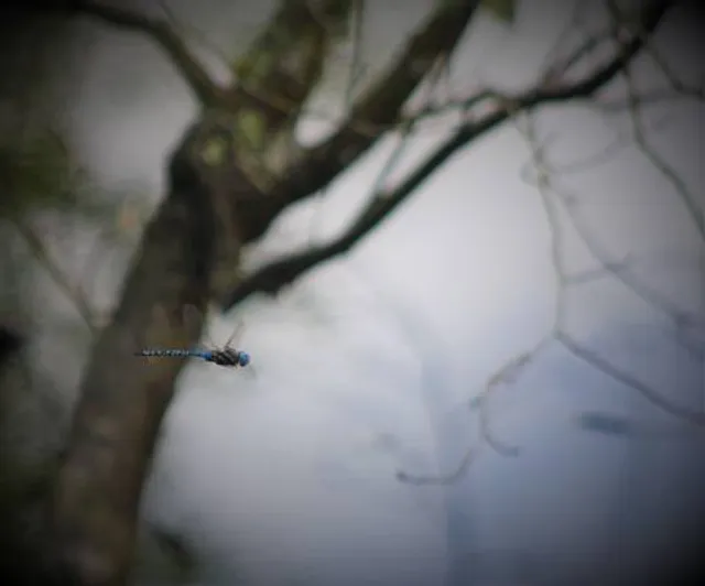West Hylebos Wetlands Park