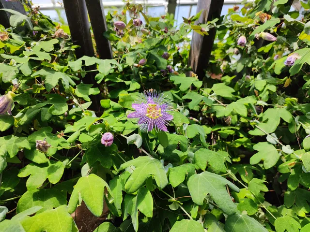 Mitoro no Oka (Mitoro Fruits Park）