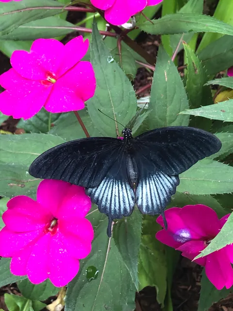 Butterfly World, Coombs