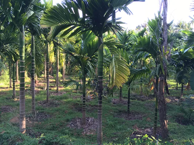 Areca Plantation Walk