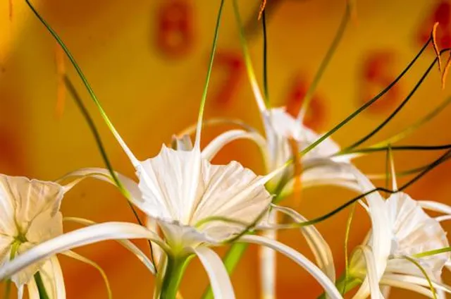 Haynes Community Center and Park