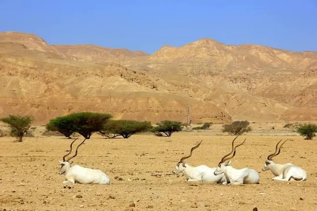 Yotvata Hai-Bar Nature Reserve