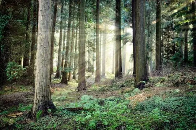 Nature Reserve Choczewskie Tisza