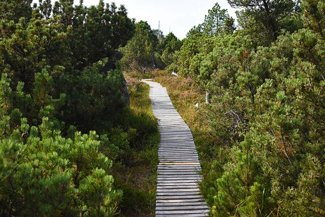 Georgenfelder Hochmoor