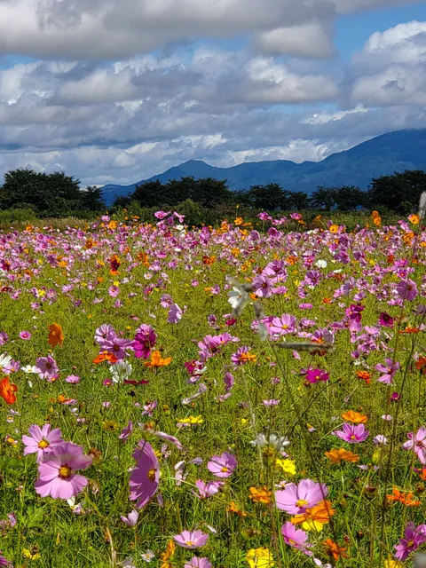 Cherry Land Kasenjiki Park