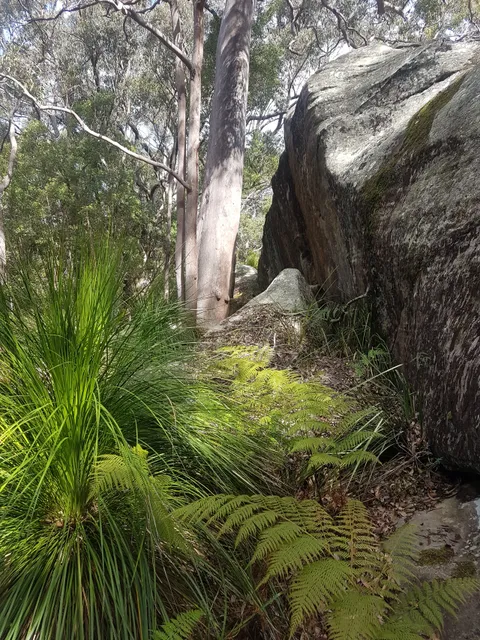 Kincumba Mountain Reserve