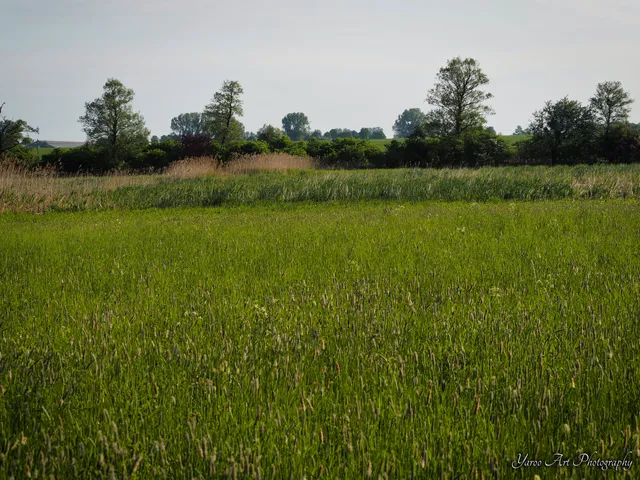 Obszar Chronionego Krajobrazu "Bagna Średzkie"