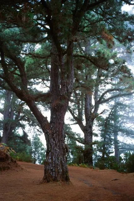 Túneles de Las Mimbreras