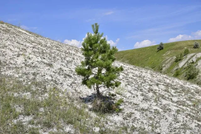 Pedró dels Quatre Batlles