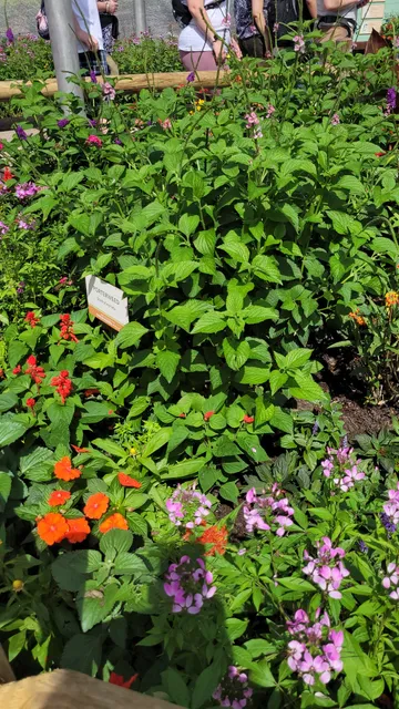 Bambi's Butterfly House