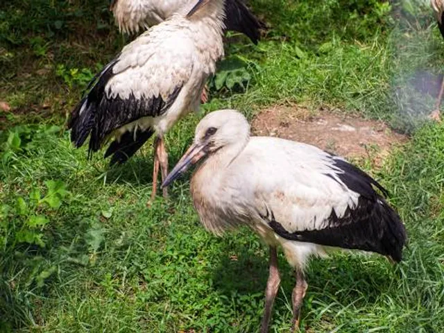 Halych Urban Hromada