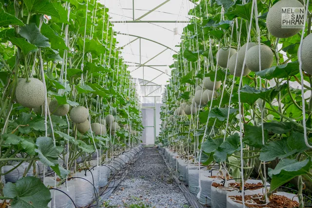 เมล่อน สามพราน Melon Samphran