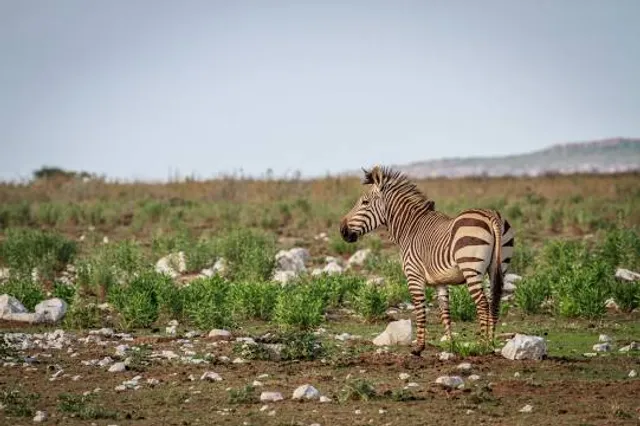 Koeberg Nature Reserve