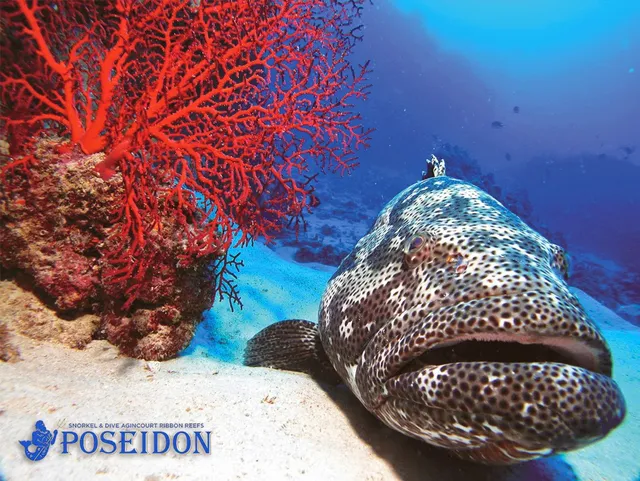 Poseidon Outer Reef Cruises