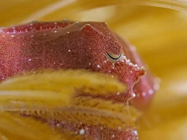 Luna Park Le Barcarès