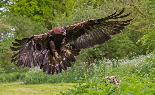Greifvogelpark Grafenwiesen