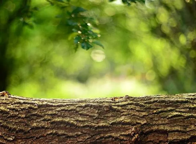 Cove Park Wethersfield