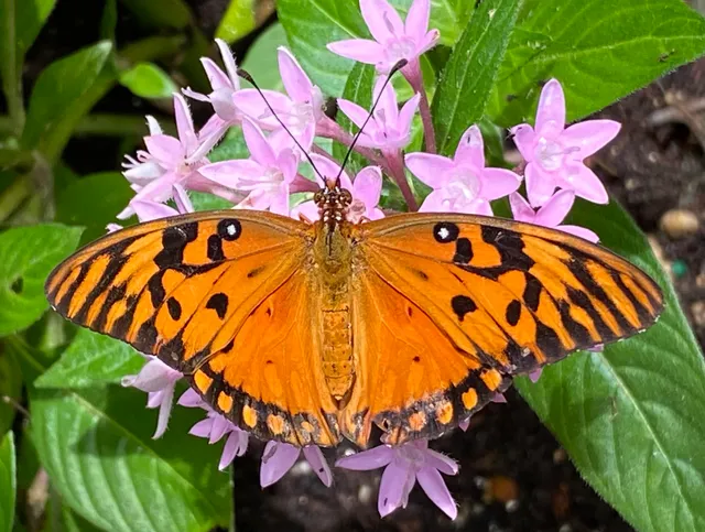 Mariposario Mi Sueño
