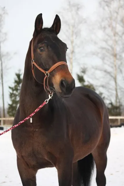 Gbu Rkh "Tsentr Zhivoy Rirody"