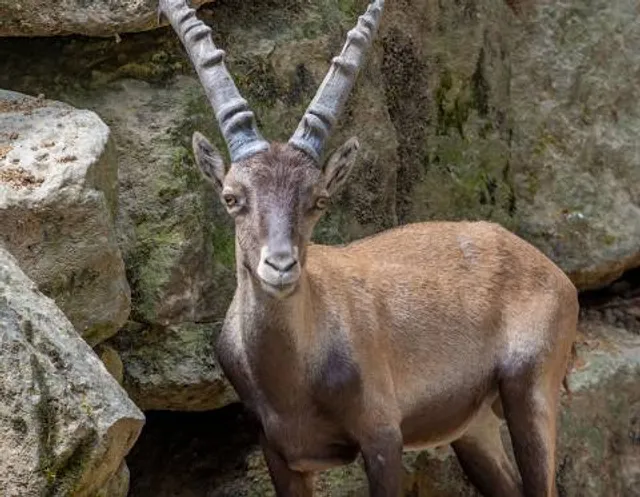 Animal Park Angles in Capcir