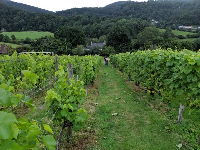 Parva Farm Vineyard
