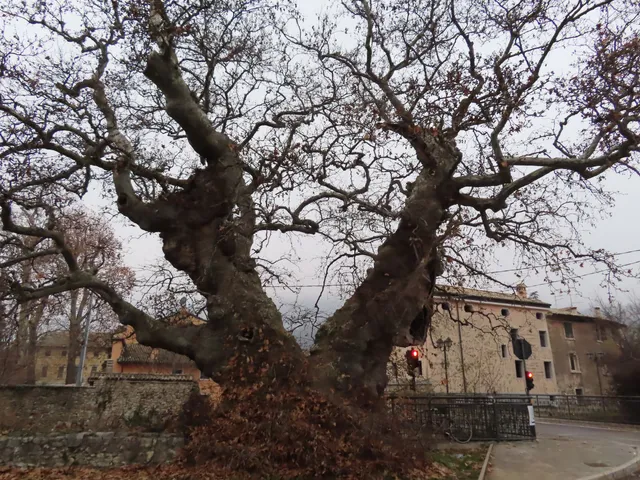 Plane Tree of Hundred Bersaglieri