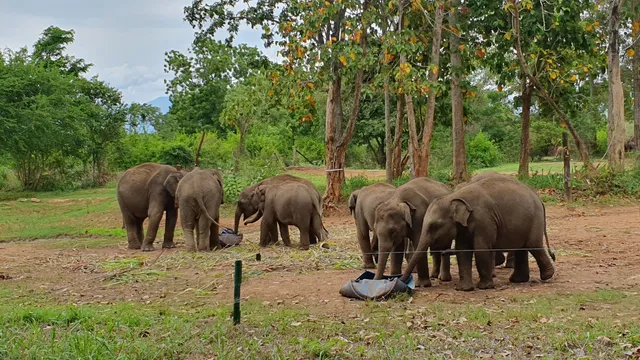 Elephant Transit Home