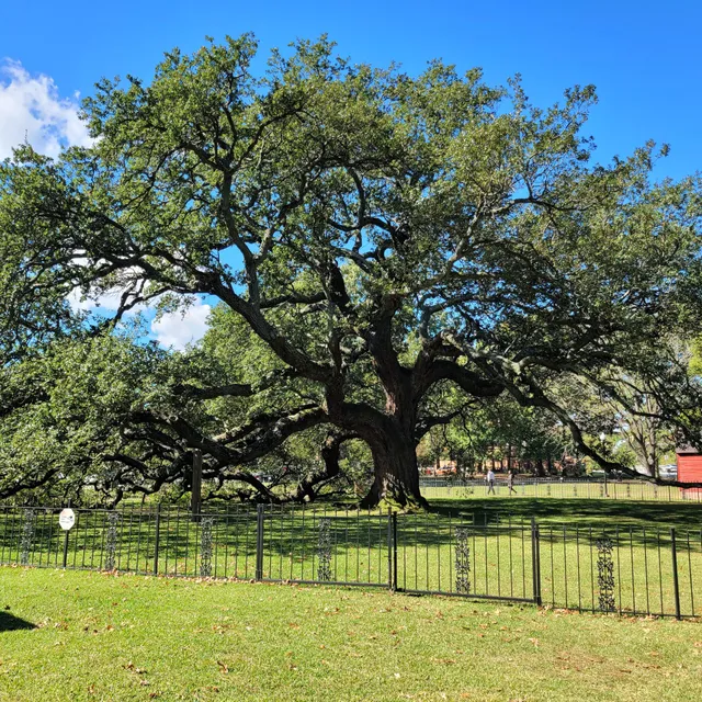 Emancipation Oak