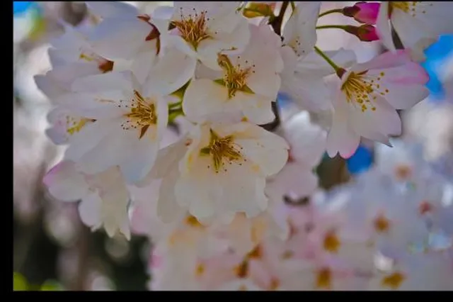 Joyce Archdekin Park
