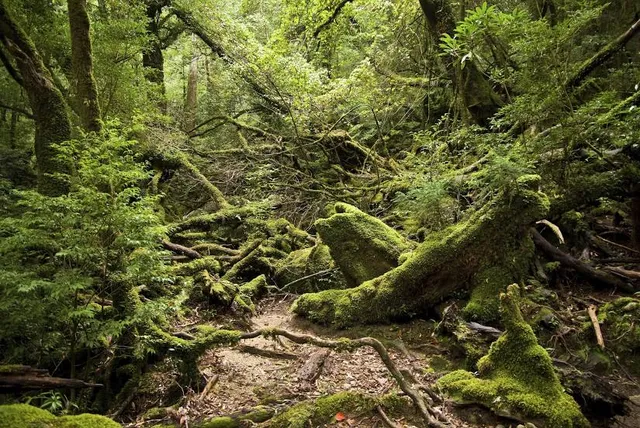 Yakushima National Park