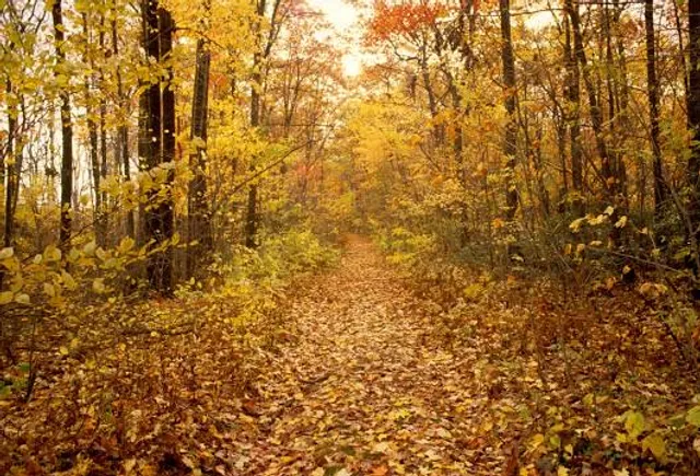 Beartown State Forest