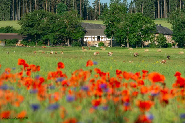 Ferienwohnung Grüngut
