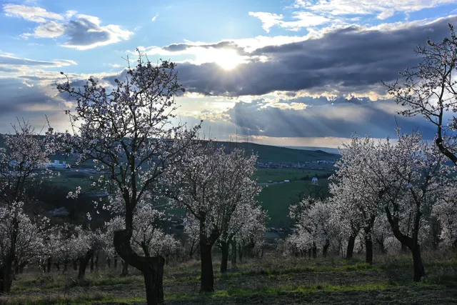 Mandloňové Arboretum