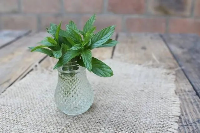 The Oasis of the Animals