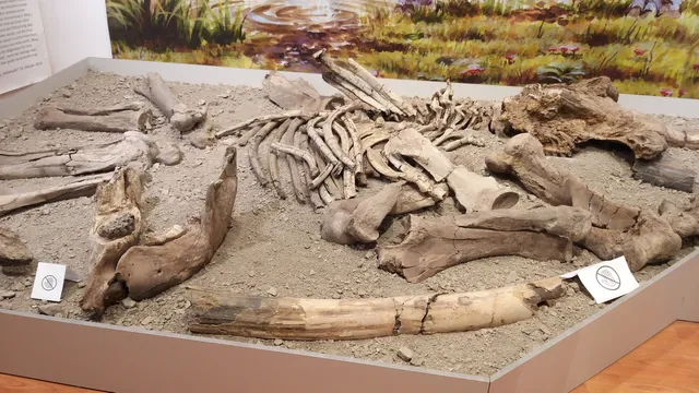 Muzeul Depresiunii Baraolt