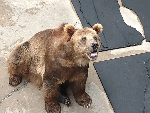 Cherokee Bear Zoo