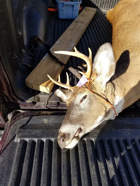 Courser Deer Processing and Taxidermy